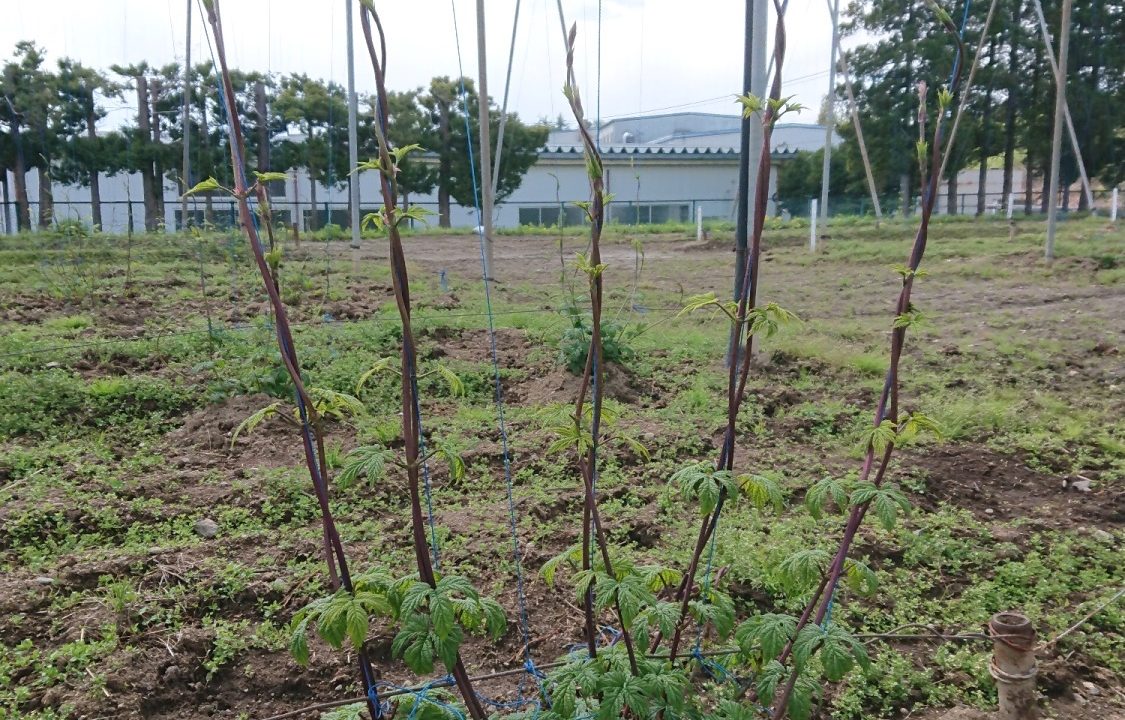 ~ホップそよ風通信~【岩手・奥州市5月】