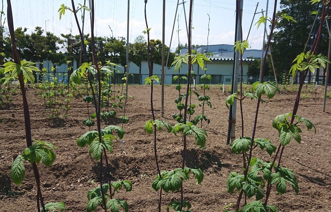 第2弾!~ホップそよ風通信~【岩手・奥州市〜とよみどりの生長】