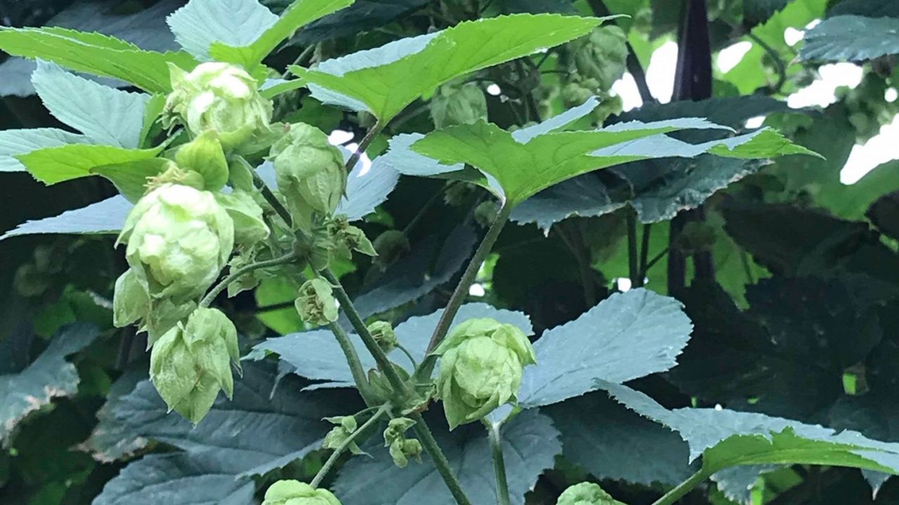 ~ホップそよ風通信~【京都・与謝野町 5月末~6月】