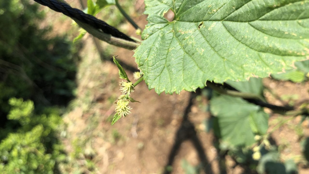 〜ホップそよ風通信〜【神奈川・横浜市でも開花】