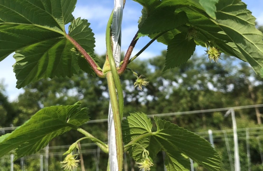 ~ホップそよ風通信~【熊本県天草市 5月末】