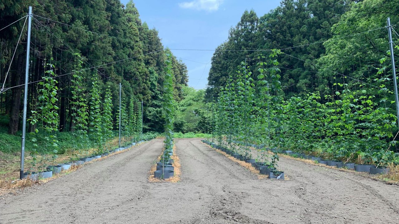 2019年7月21日（日）ろまんちっく村で「ホップ収穫体験2019」が行われます！