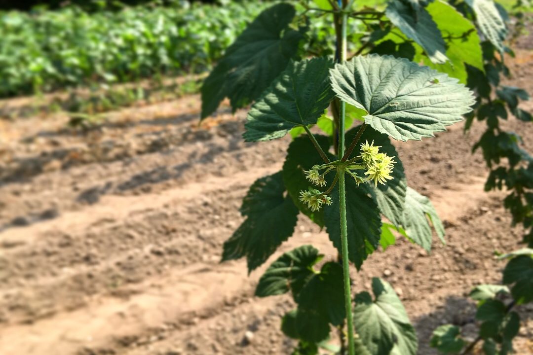 ~ホップそよ風通信~【北海道上富良野町忽布古丹醸造ホップ畑〜毛花から毬花へ】