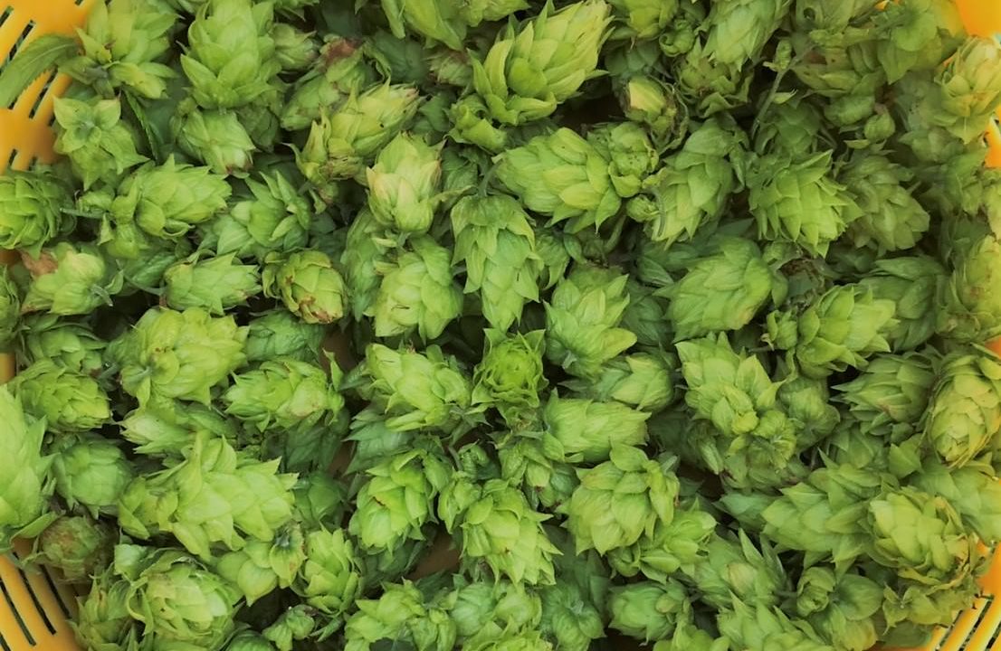 ~ホップそよ風通信~【熊本県天草市 7月中旬~収穫が始まりました】