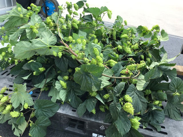 ~ホップそよ風通信~【茨城県那珂市常陸野ネスト額田ホップ圃場〜7月収穫完了予定】