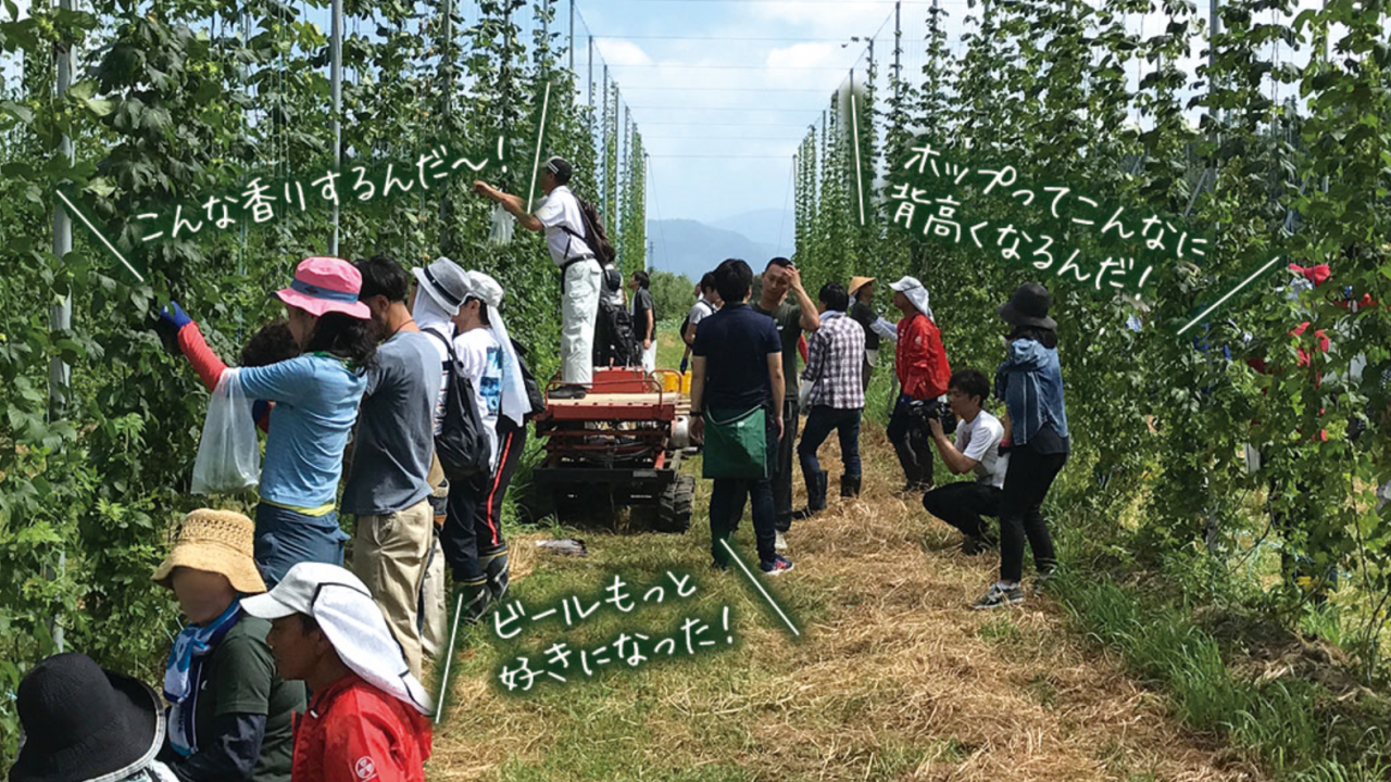 与謝野ホップ体験2019開催決定！7月20日27日は、ホップ収穫＆ホップ増し増しビールを飲もう!
