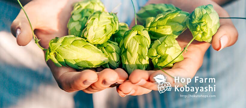 【山梨】「Japanese Beer Style」の礎に。絶滅寸前の「かいこがね」を復活させた小林ホップ農園が、ついに北杜市産新種ホップの開発に成功!