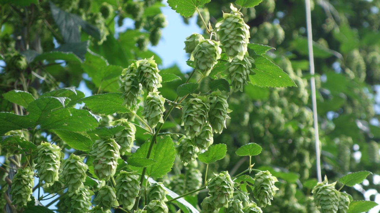 FRESH HOP FEST.2019が終演。改めて振り返ってみる