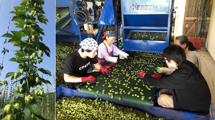 コエドブルワリー　ホップ農家と協力、そして日本産フレッシュホップビールを！