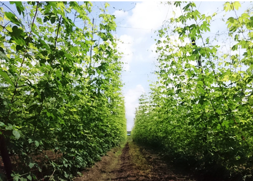 8/10(土)豪華ランチor飲み放題?魅力の2つのホップ収穫体験ツアー開催@ホップジャパン!