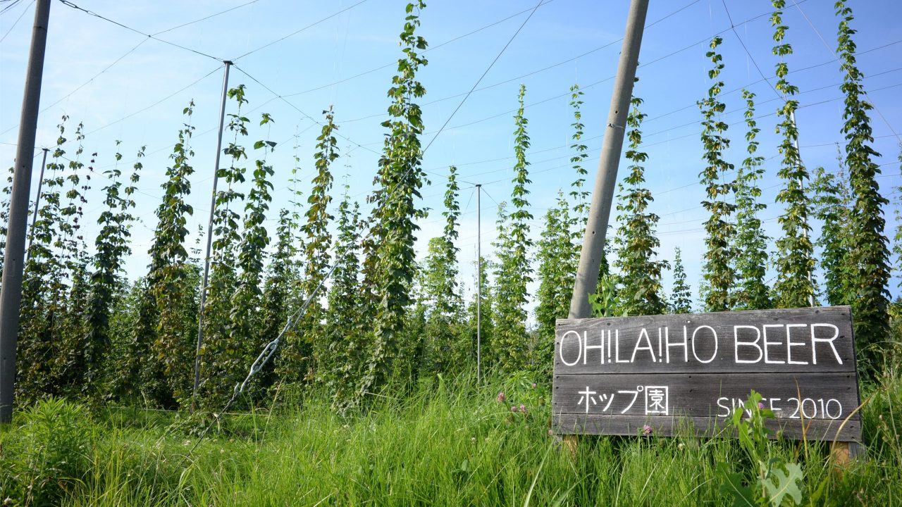 手塩にかけて11年。収穫祭でホップを身近にしてくれた「オラホビール」