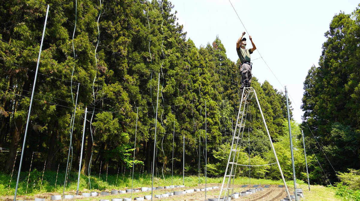 ろまんちっく村クラフトブルワリーが9年目のホップ栽培を開始!