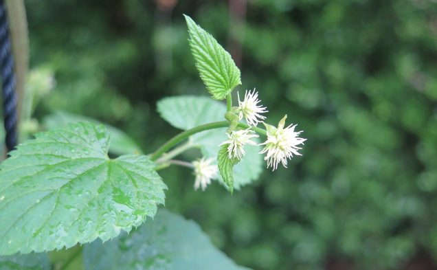 2019年からホップ栽培を始めた芹田果樹園、実は400年続く老舗農家だった