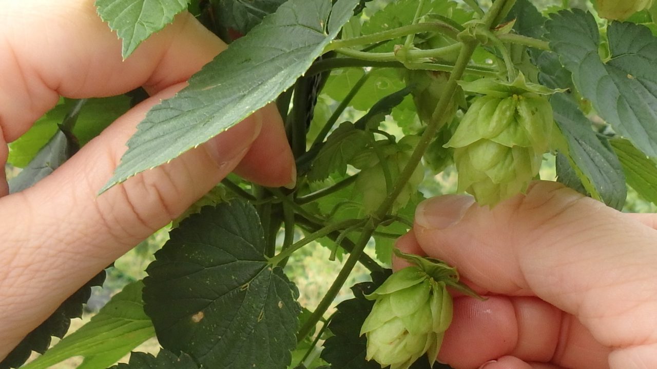 ホップそよ風通信【ベアードブルーイング#1】ホップ収穫イベント!