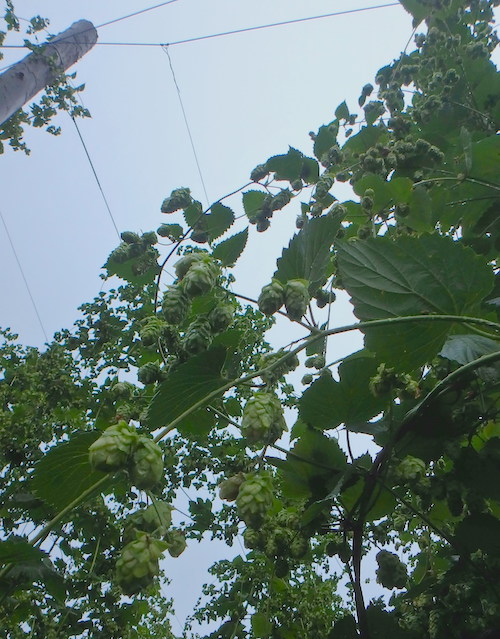 北の国でのホップ摘み体験【忽布古丹醸造】