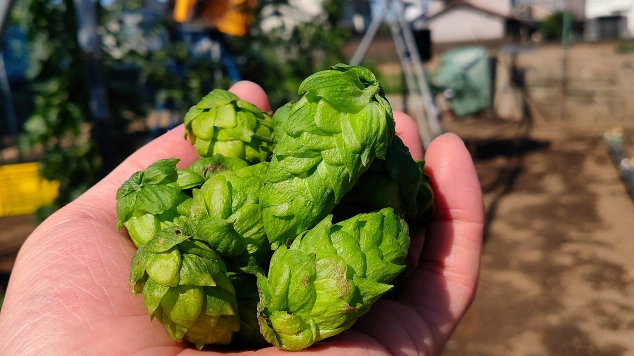「小川農園」のホップ3種、これまでで一番自信が持てる出来栄え!