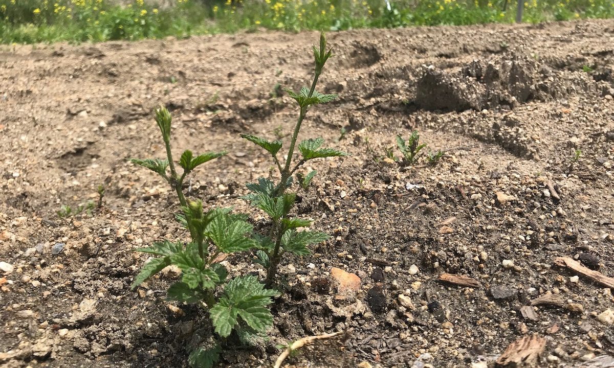 HOTANI HOP PROJECT