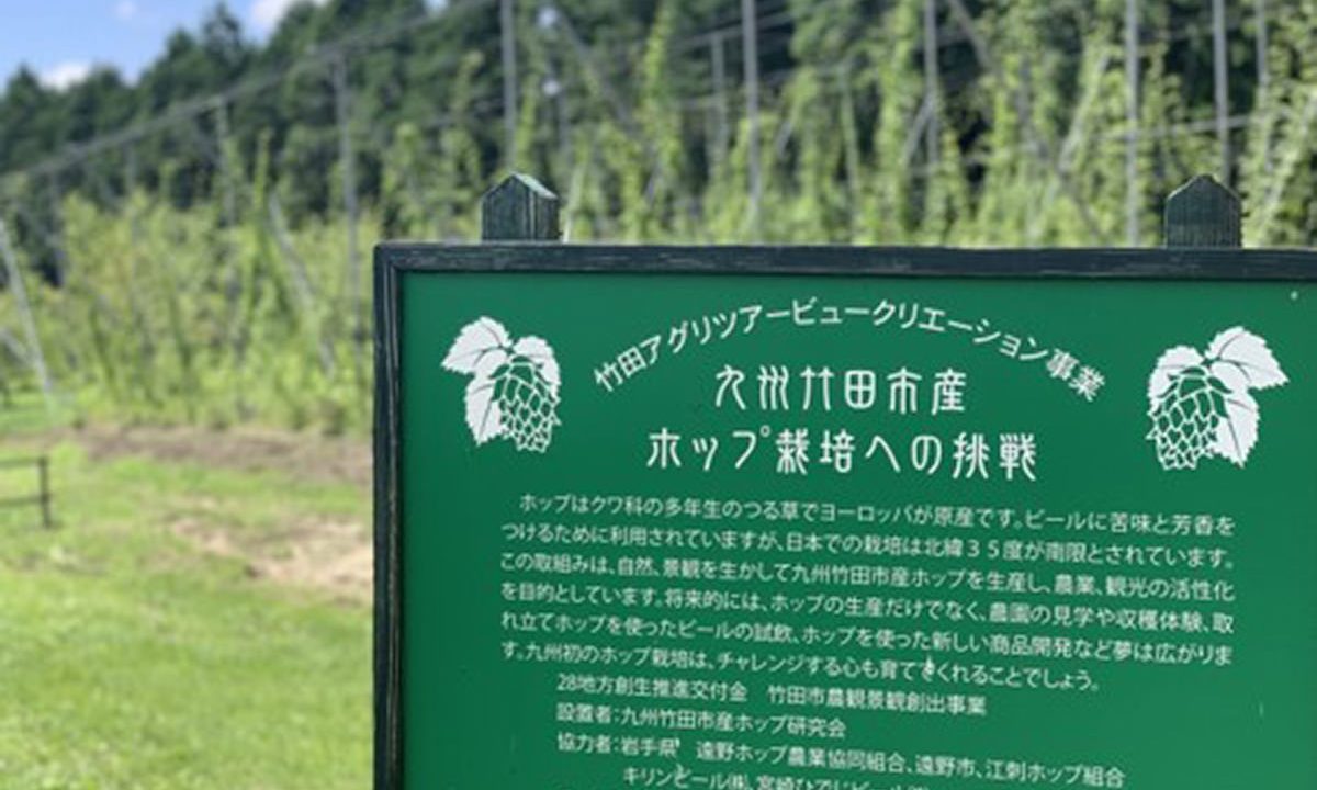 【九州竹田市産ホップ研究会】地道な栽培管理と天候に恵まれ過去最高の収穫量に!