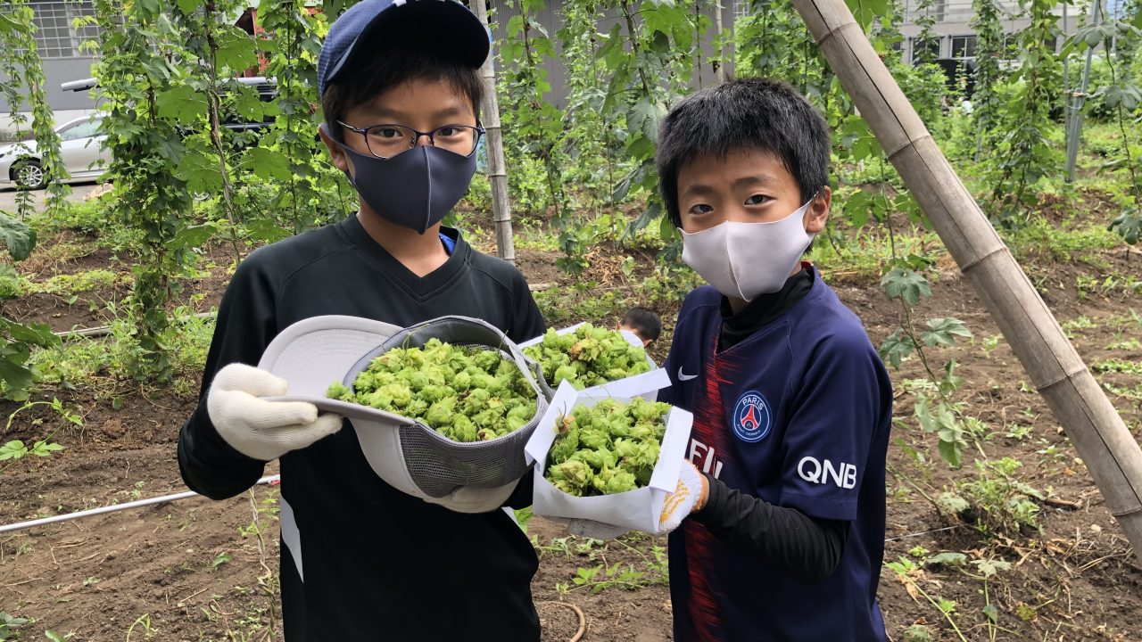 十日町市の児童が摘み取ったホップがフレッシュホップビールに