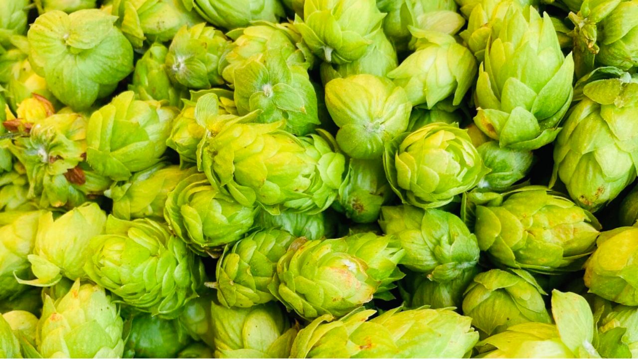 年に一度のお楽しみ、松江ビアへるんホップ摘みツアー開催