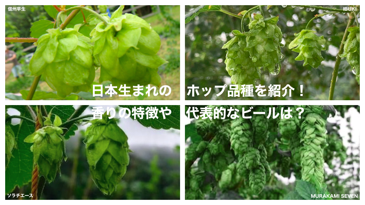 日本生まれのホップ品種を紹介！香りの特徴や代表的なビールは？