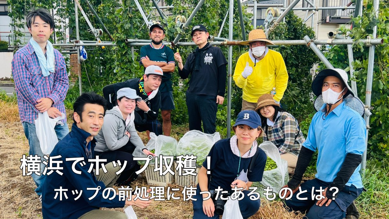 横浜でホップ収穫!ホップの前処理に使ったあるものとは?