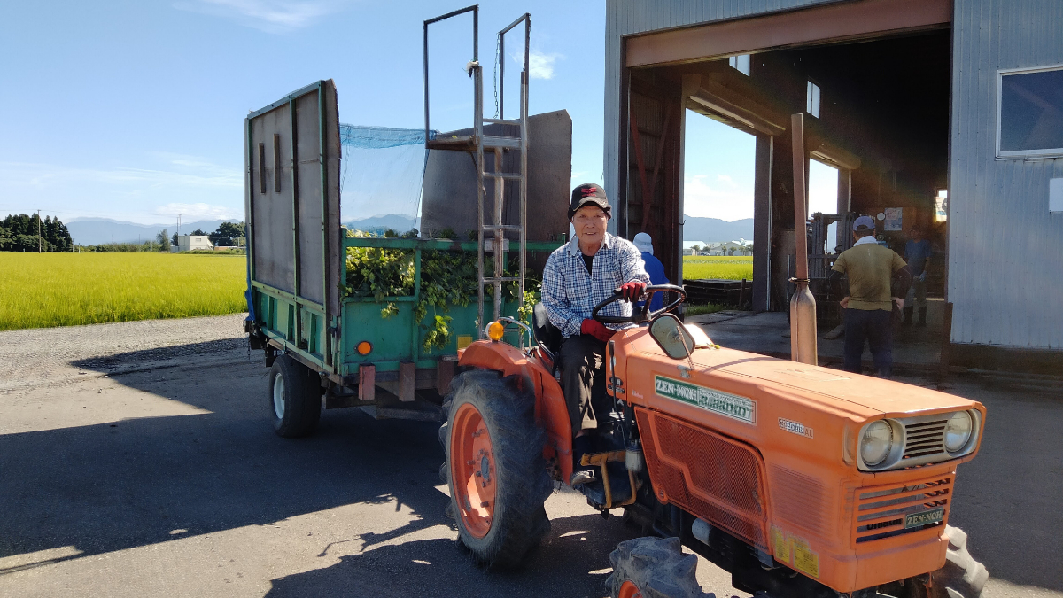 【秋田・よこてホッププロジェクト】大雄ホップ農業協同組合からホップ収穫の報告が来ました！