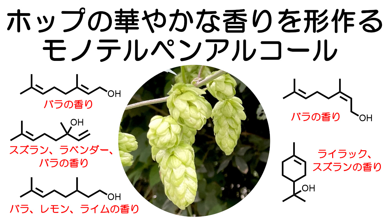ホップの華やかな香りを形作る5種類のモノテルペンアルコール - 日本産 