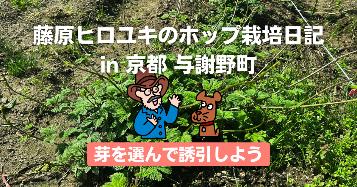 芽を選んで誘引しよう。〜藤原ヒロユキのホップ栽培日記〜 - 日本産