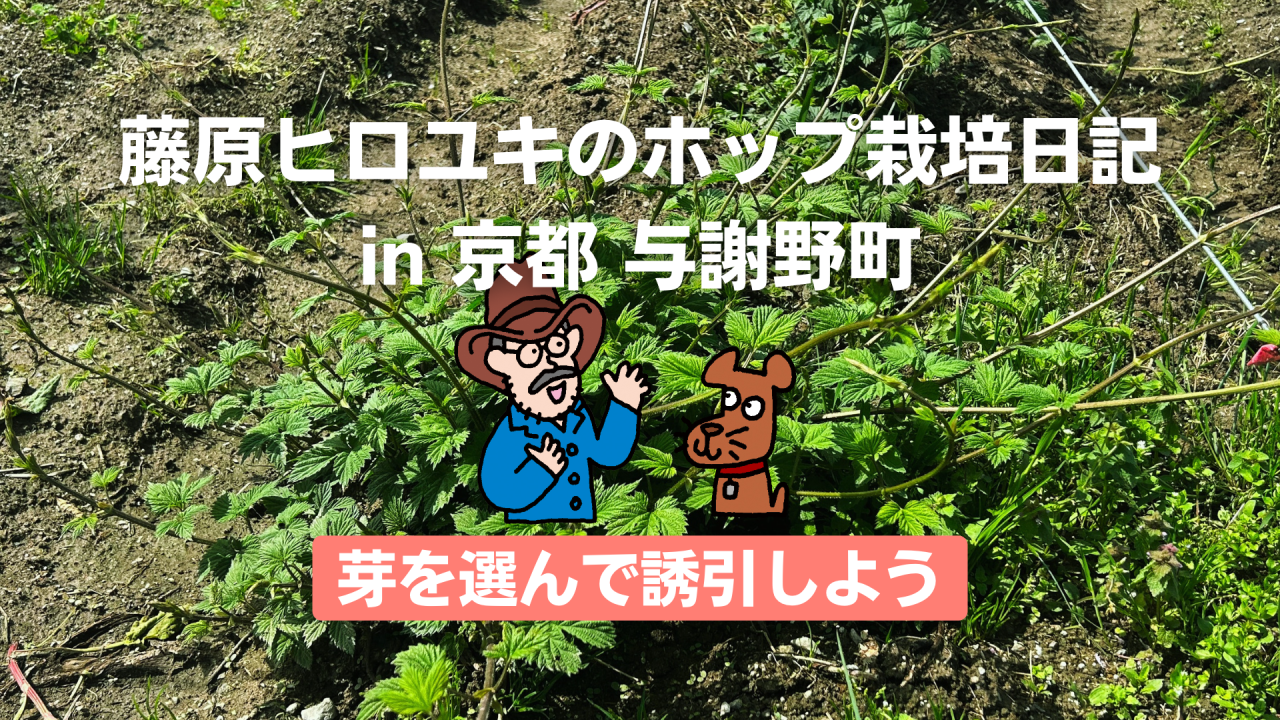 芽を選んで誘引しよう。〜藤原ヒロユキのホップ栽培日記〜