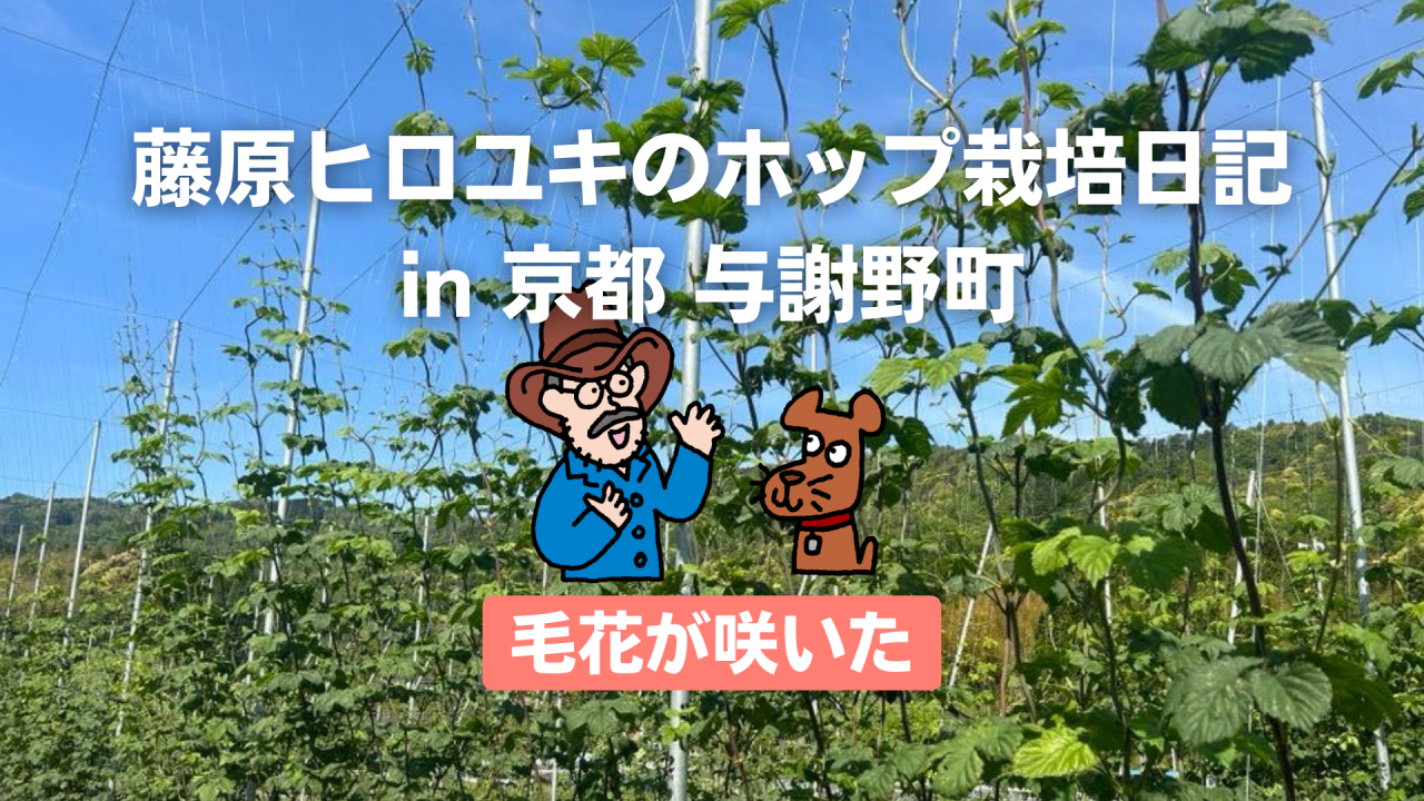 毛花が咲いた。〜藤原ヒロユキのホップ栽培日記〜