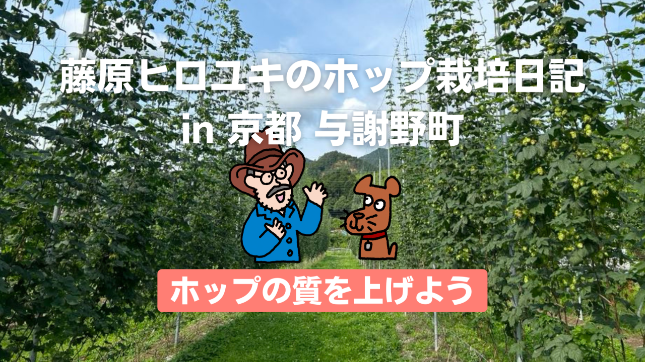 ホップの質を上げよう。〜藤原ヒロユキのホップ栽培日記〜