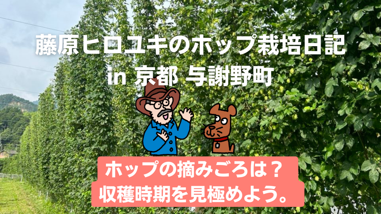 ホップの摘みごろは? 収穫時期を見極めよう。〜藤原ヒロユキのホップ栽培日記〜