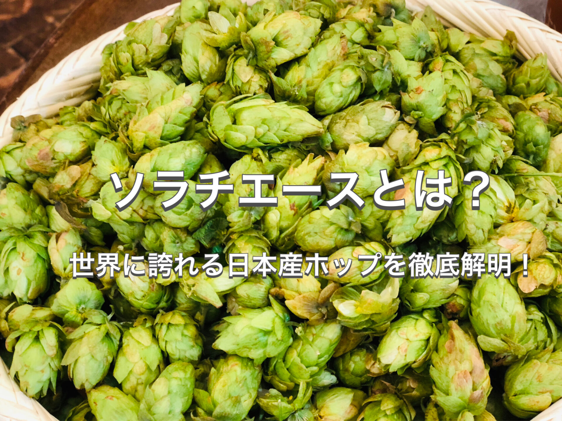 ソラチエースとは？世界に誇れる日本産ホップを徹底解明！ - 日本産