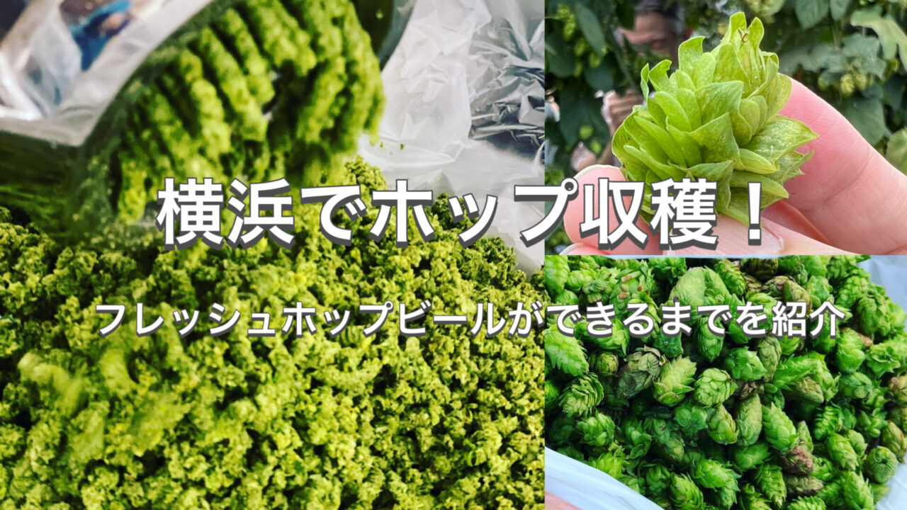 横浜でホップ収穫!フレッシュホップビールができるまでを紹介