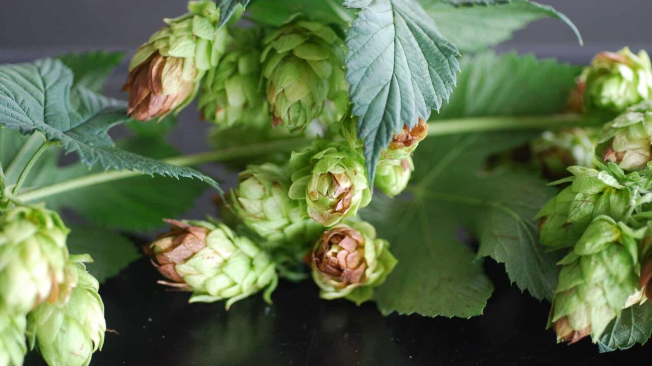 知られざるホップの「病害虫」 農家さんの苦労とやりがいって?