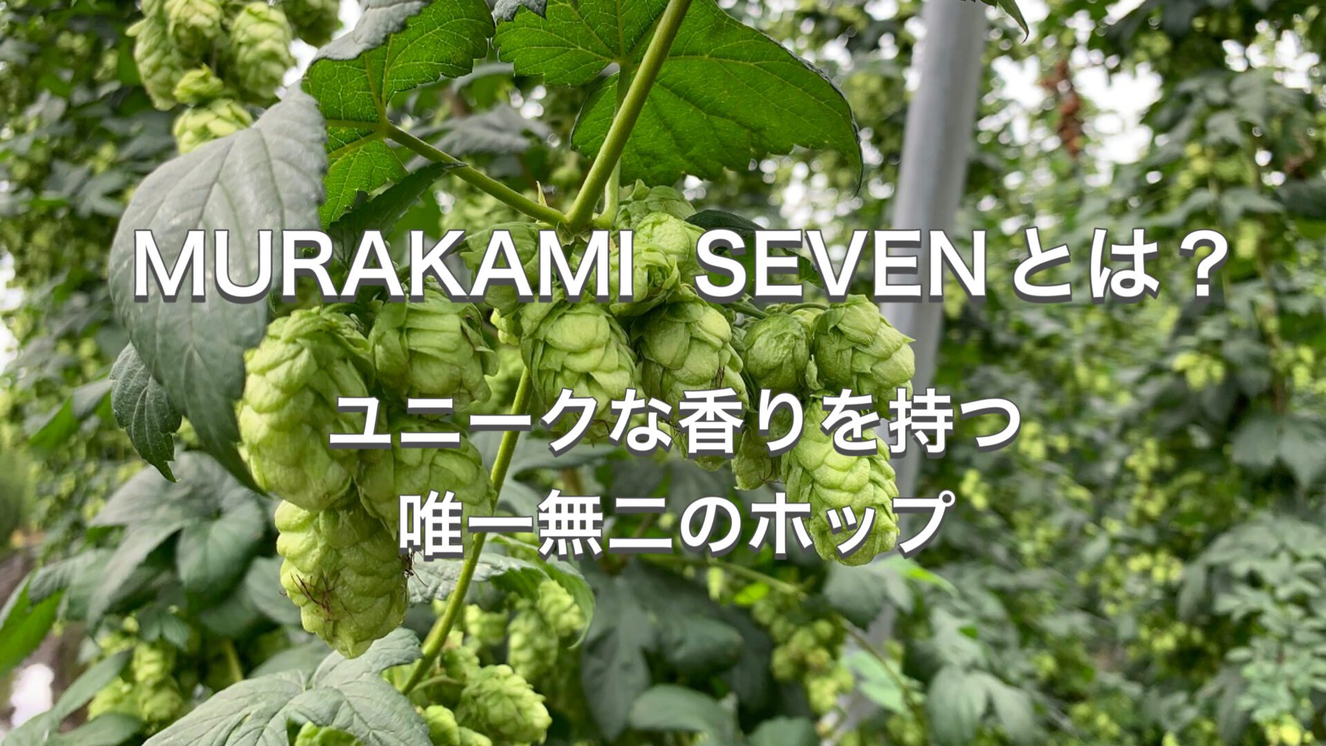 泡 MURAKAMI SEVENとは？ユニークな香りを持つ唯一無二のホップ - 日本産