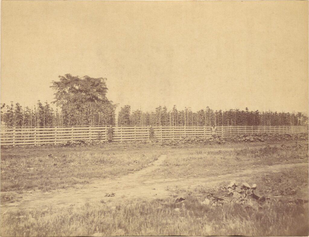 明治初期のホップ園のモノクロ写真