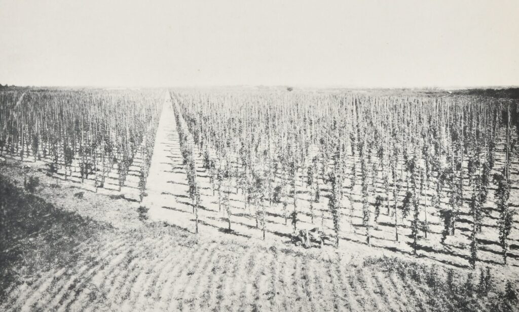 白黒の写真画像。ホップ畑の様子。