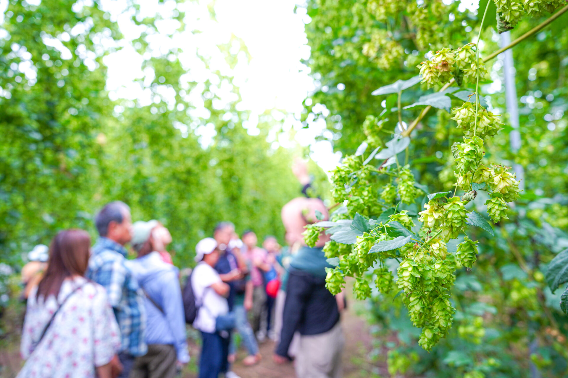 中編】祝祭の熱狂から、遠野の空に伸びる緑の聖地へ【遠野ホップ収穫祭