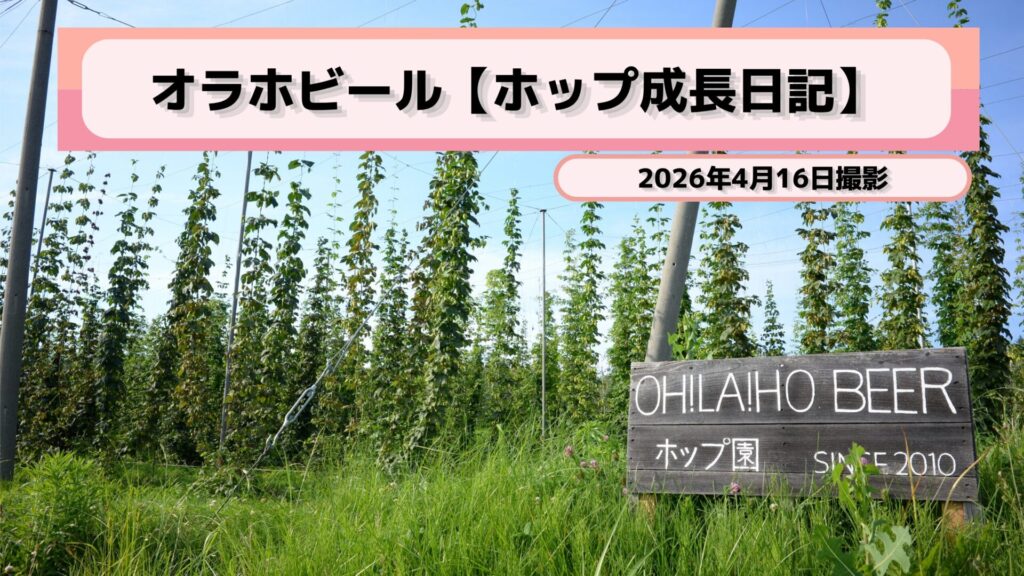 【ホップ成長日記】オラホビール圃場より、現場のいまをお届け！