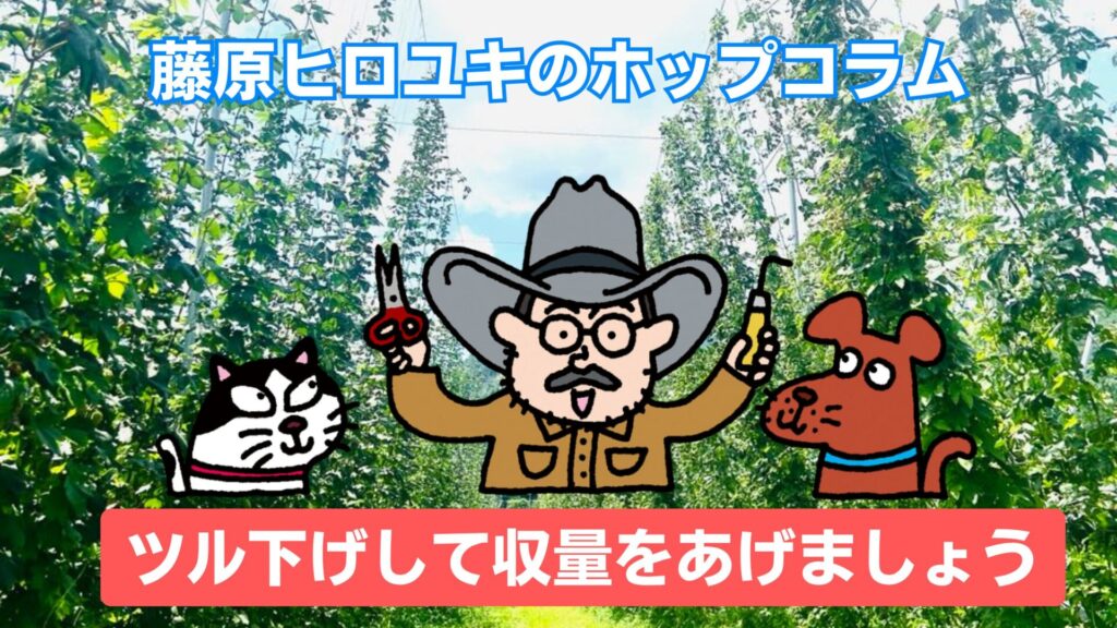 ツル下げして収量をあげましょう。