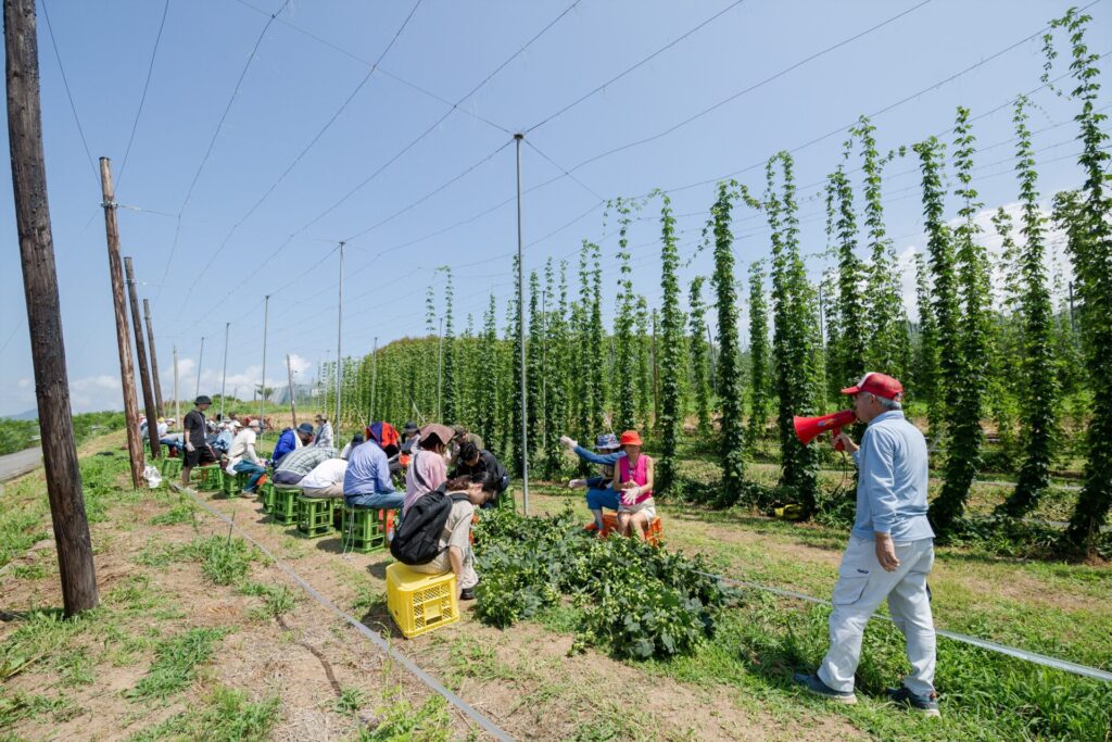 過去のホップ収穫祭の様子