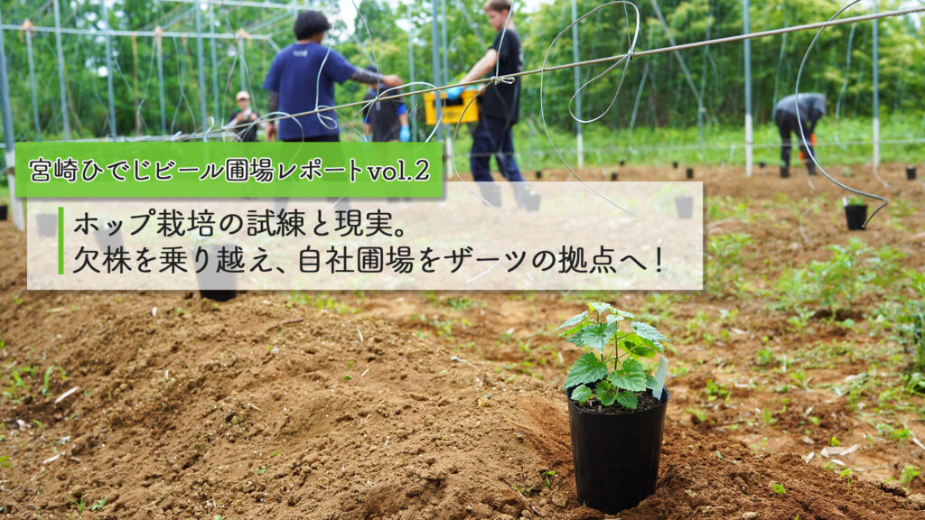 【宮崎ひでじビール圃場レポートvol.2】ホップ栽培の試練と現実。欠株を乗り越え自社圃場をザーツの拠点へ！