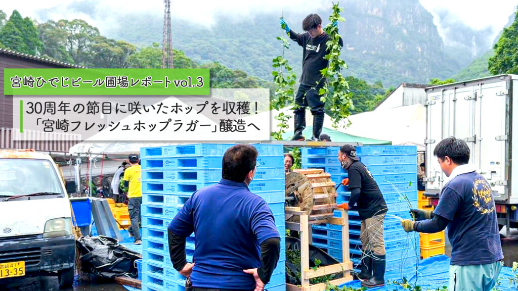 【宮崎ひでじビール圃場レポートvol.3】30周年の節目に咲いたホップを収穫！「宮崎フレッシュホップラガー」醸造へ