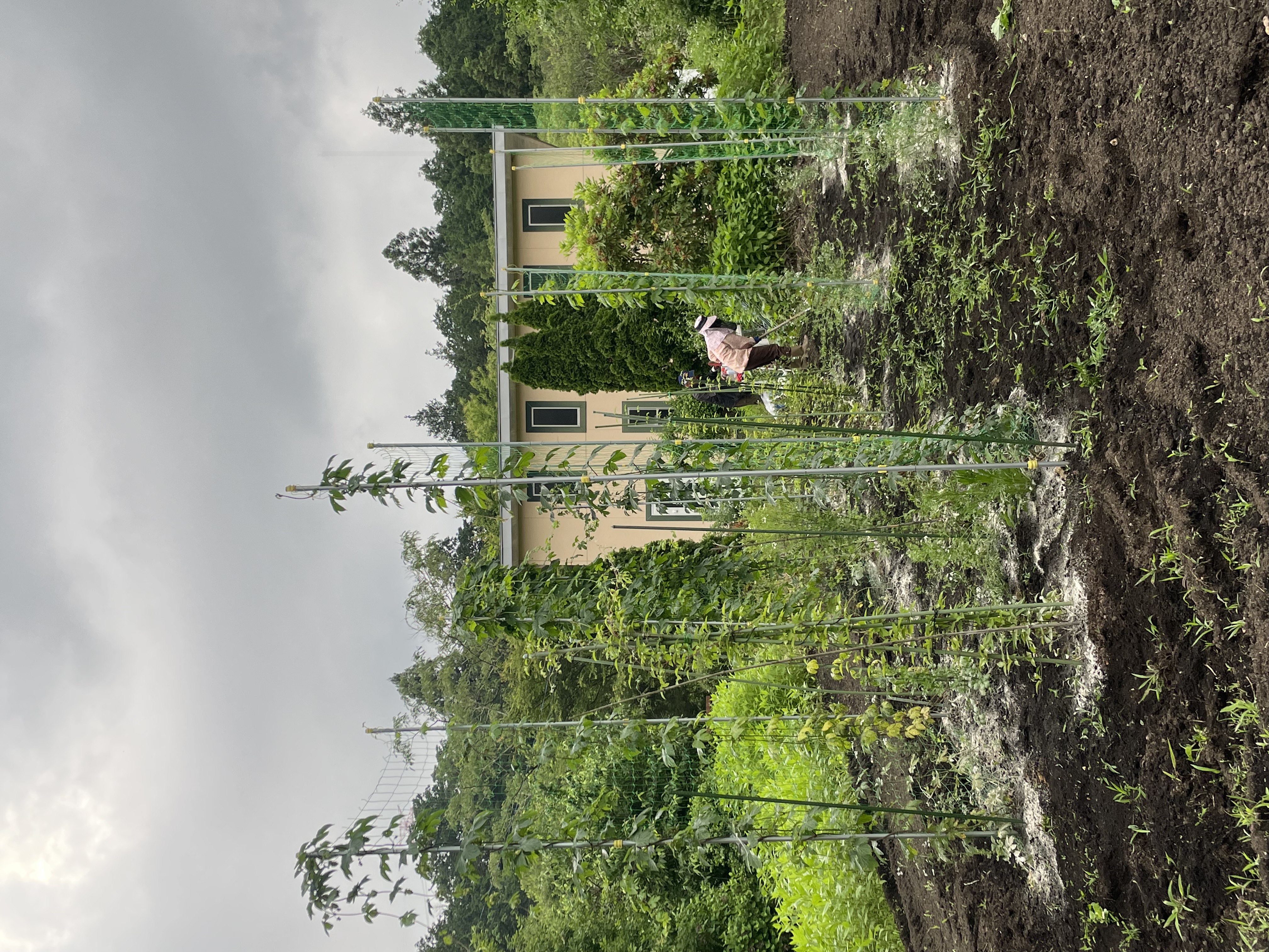 Nikko Hop Farm