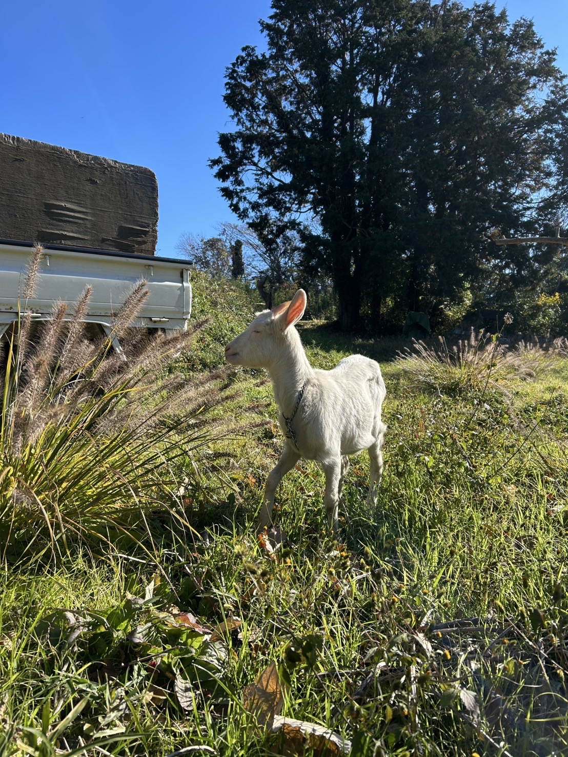 西小磯里山みかん隊